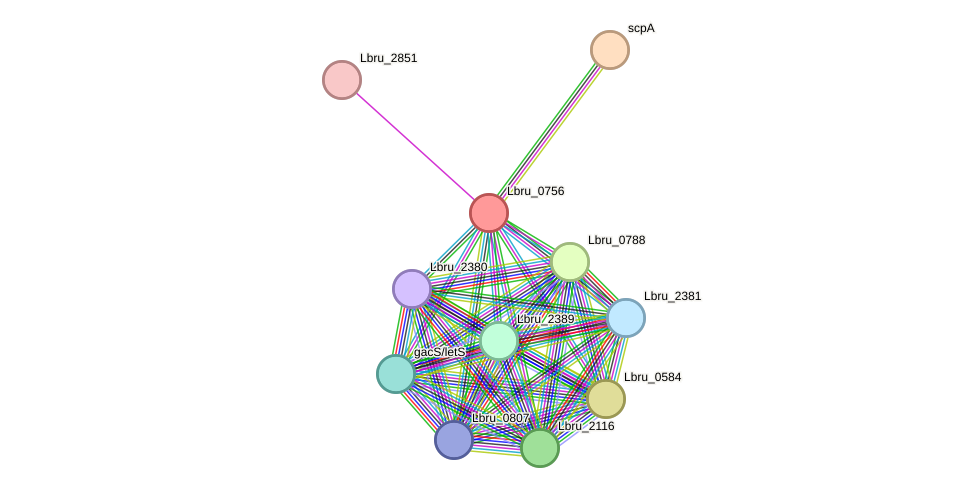 STRING protein interaction network