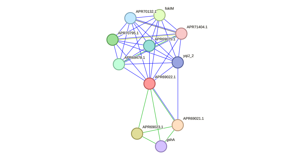 STRING protein interaction network
