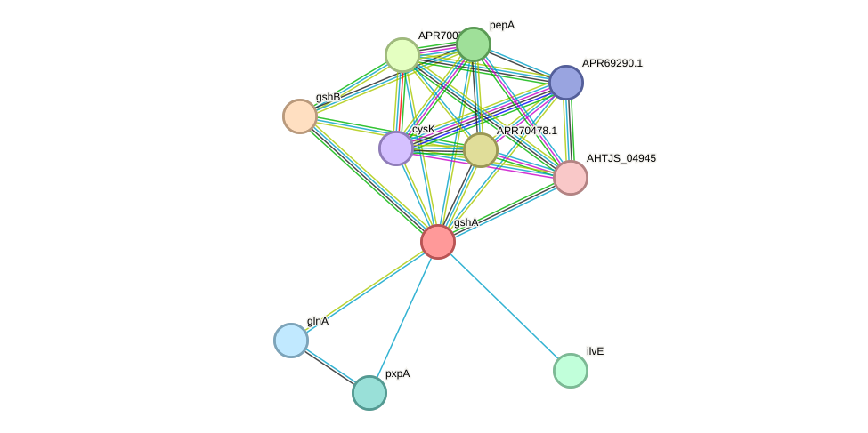 STRING protein interaction network