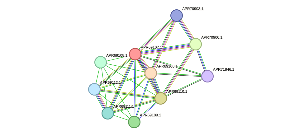 STRING protein interaction network