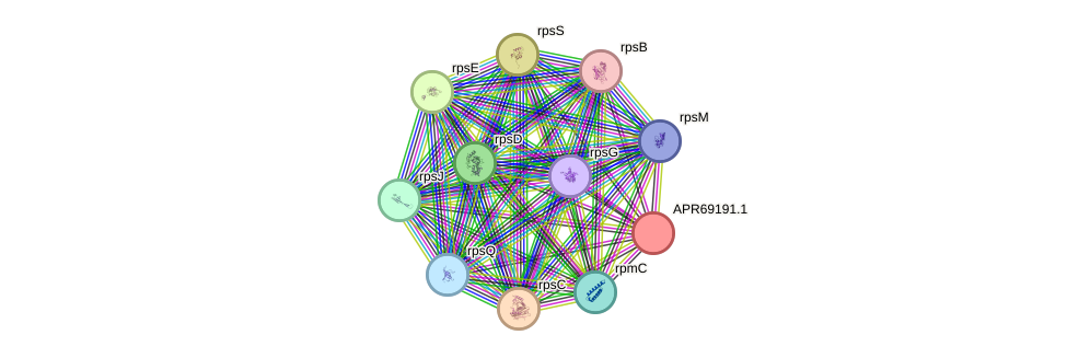 STRING protein interaction network