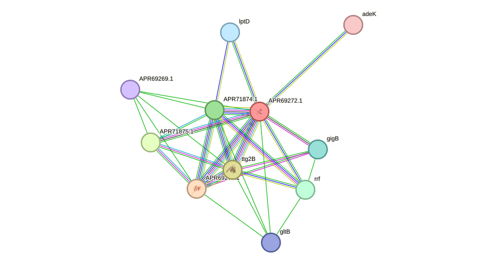 STRING protein interaction network