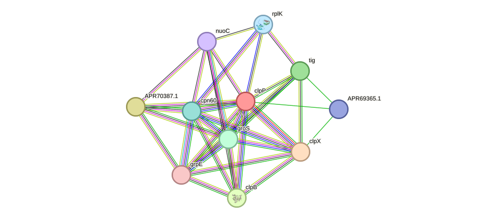 STRING protein interaction network