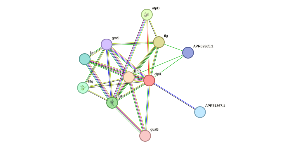 STRING protein interaction network