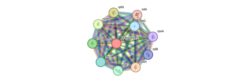 STRING protein interaction network
