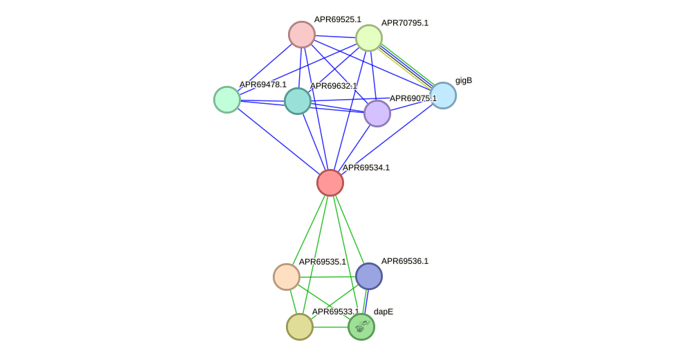 STRING protein interaction network