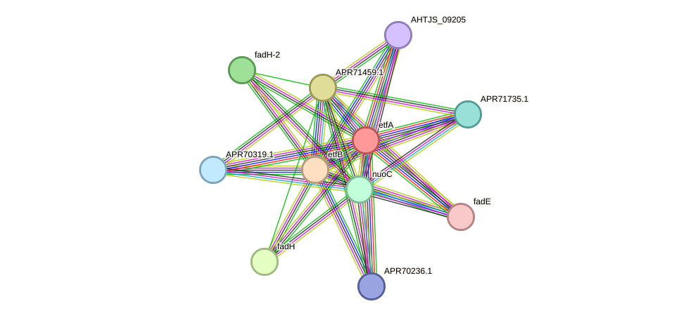 STRING protein interaction network