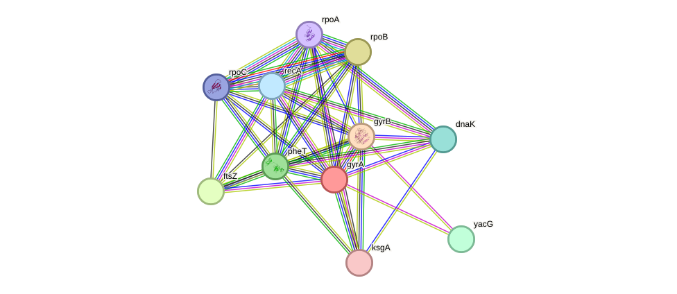 STRING protein interaction network