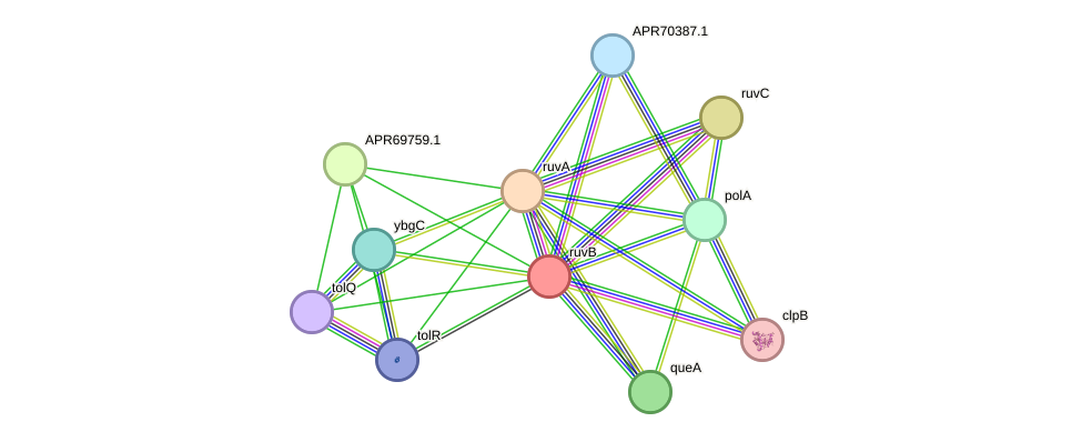 STRING protein interaction network