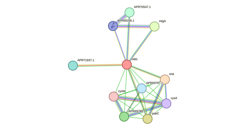 STRING protein interaction network