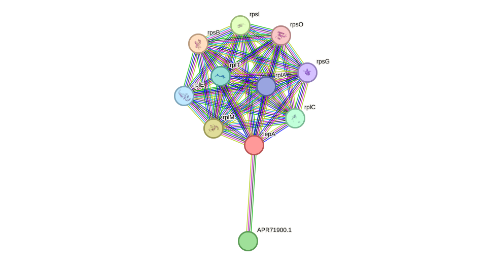 STRING protein interaction network