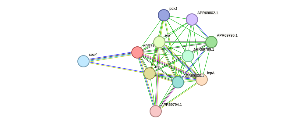 STRING protein interaction network