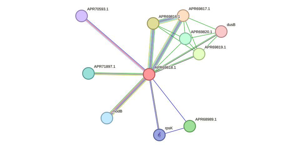 STRING protein interaction network