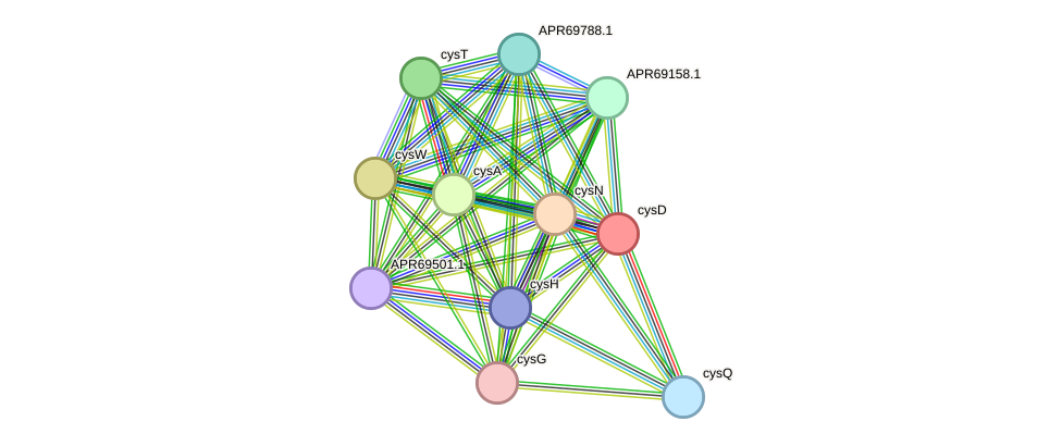 STRING protein interaction network