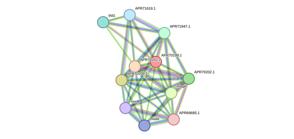 STRING protein interaction network