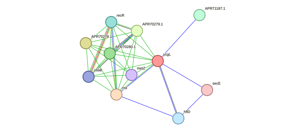 STRING protein interaction network