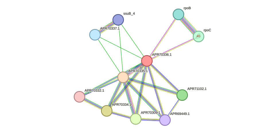 STRING protein interaction network