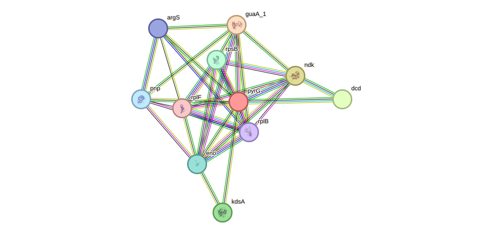 STRING protein interaction network