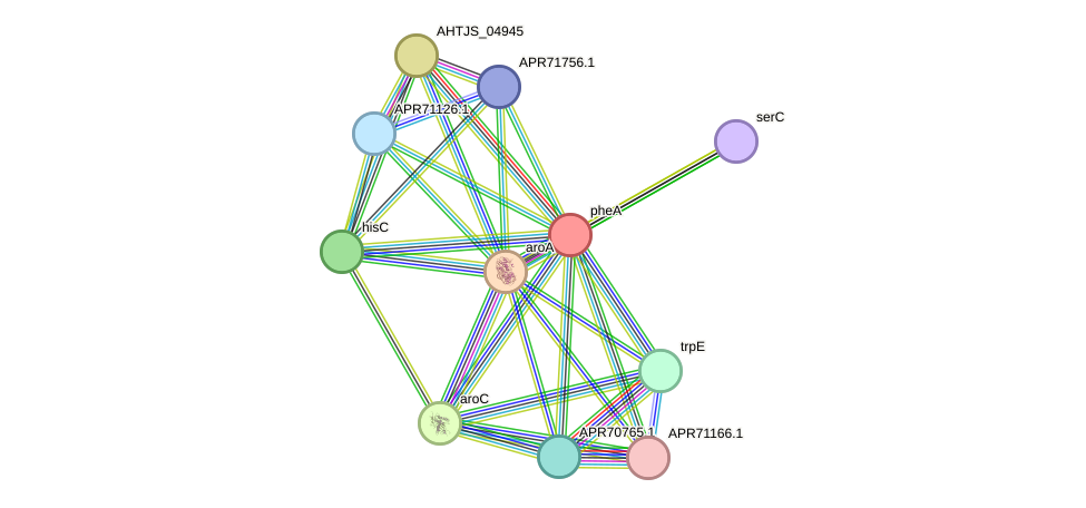 STRING protein interaction network