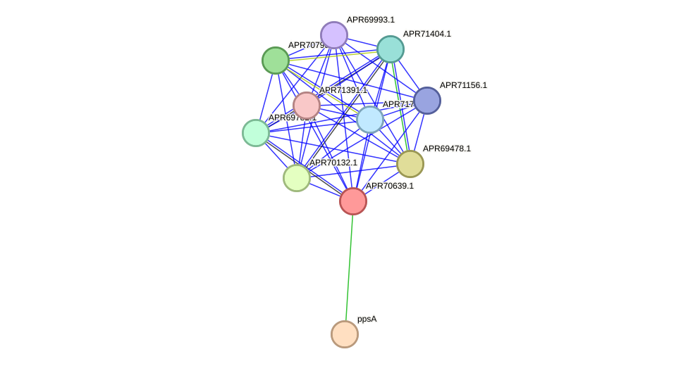 STRING protein interaction network