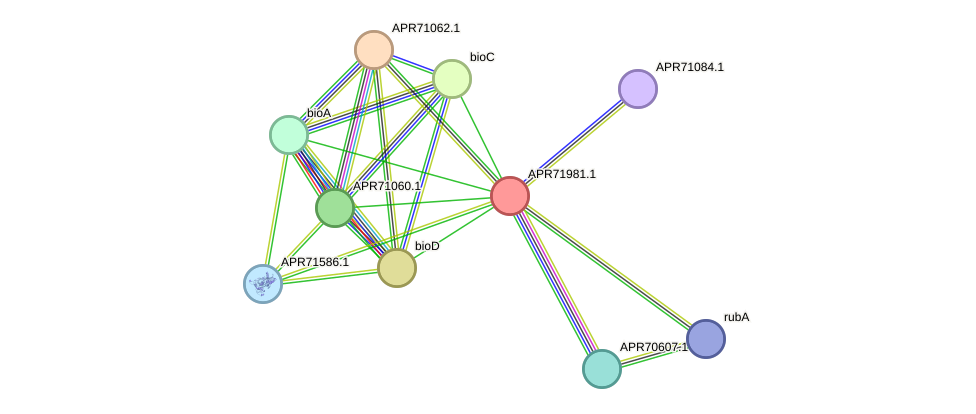 STRING protein interaction network