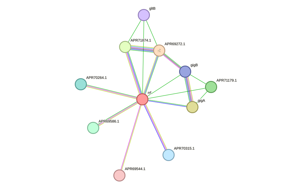 STRING protein interaction network