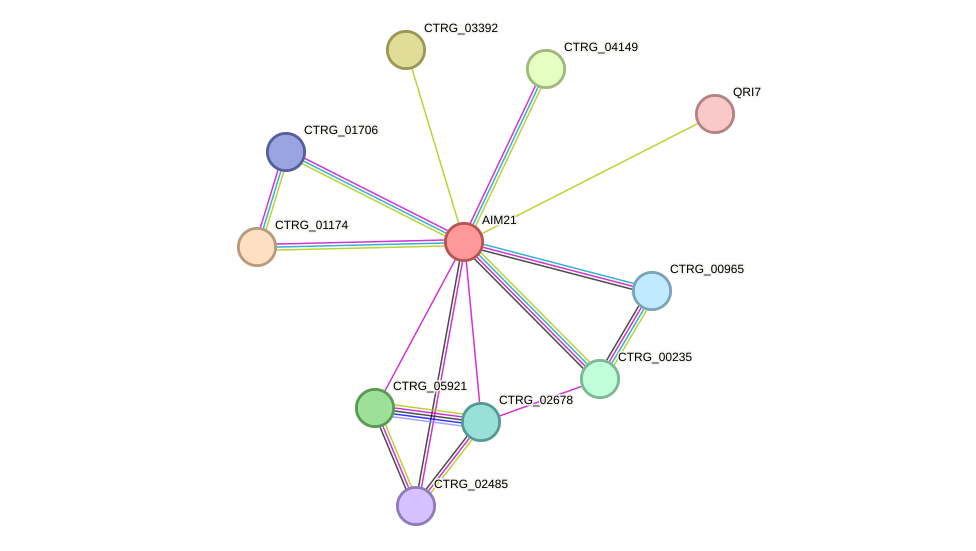 STRING protein interaction network