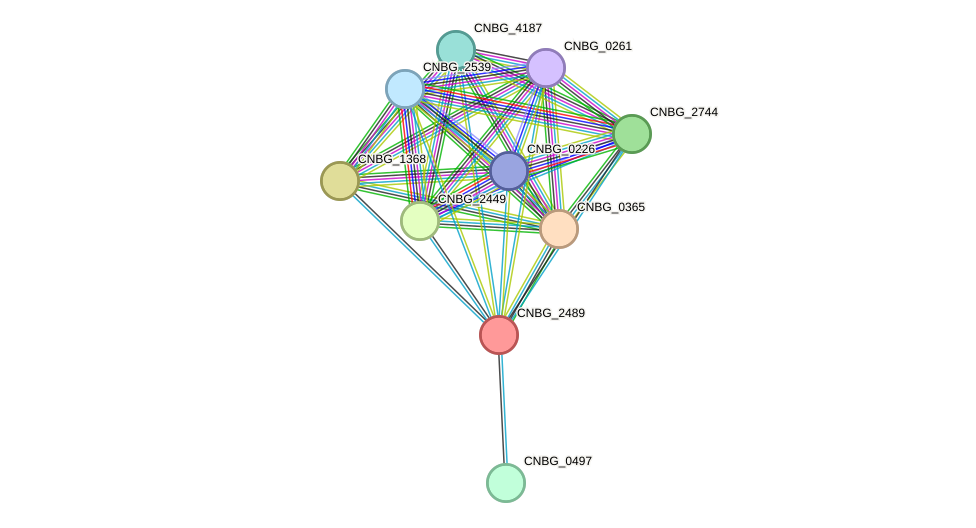 STRING protein interaction network