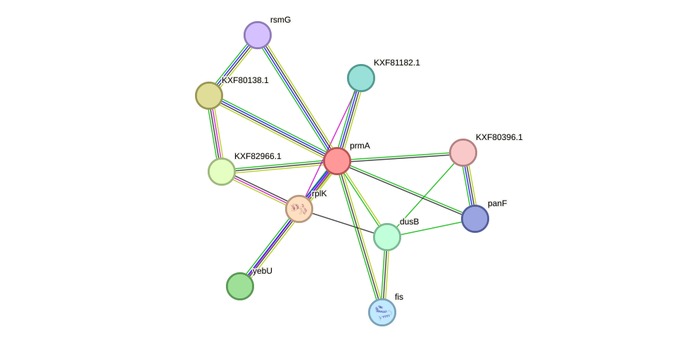 STRING protein interaction network