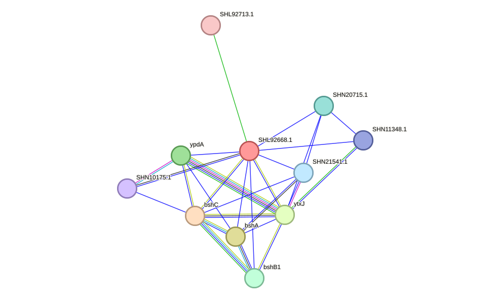 STRING protein interaction network