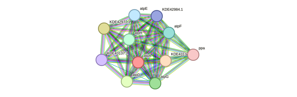 STRING protein interaction network