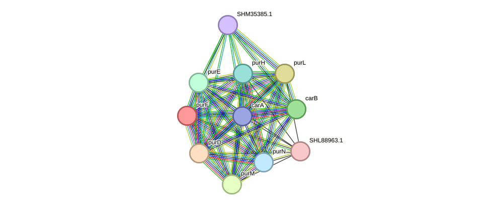 STRING protein interaction network