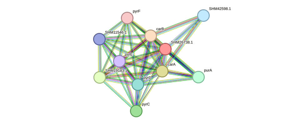 STRING protein interaction network