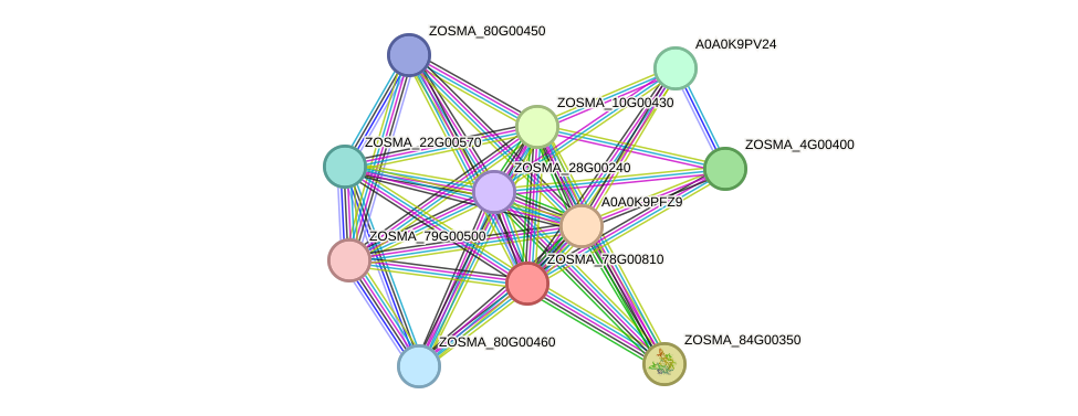 STRING protein interaction network