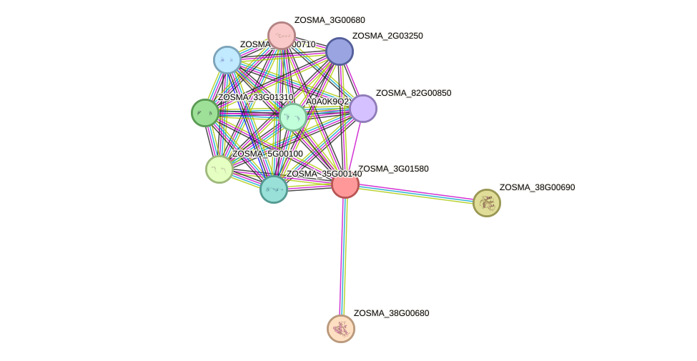 STRING protein interaction network