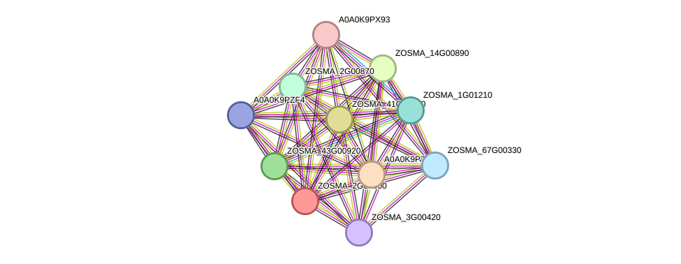 STRING protein interaction network