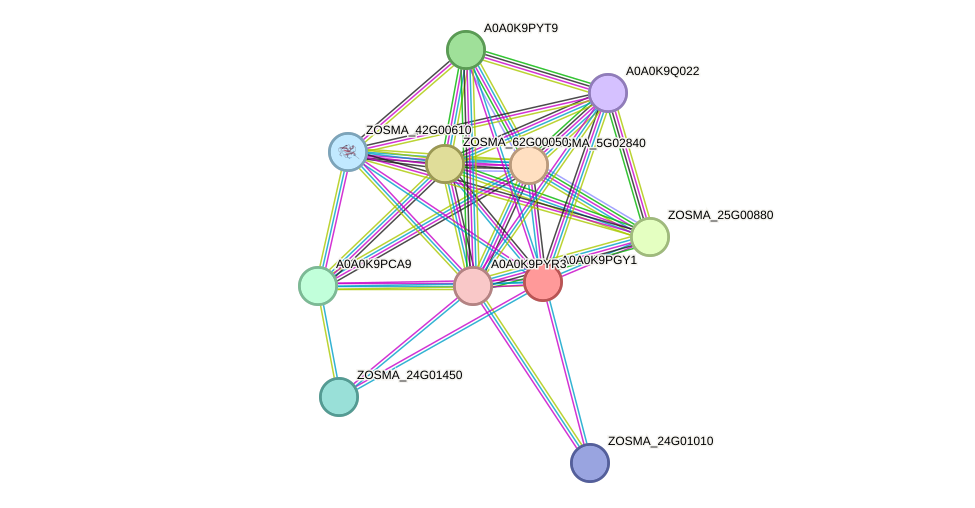 STRING protein interaction network