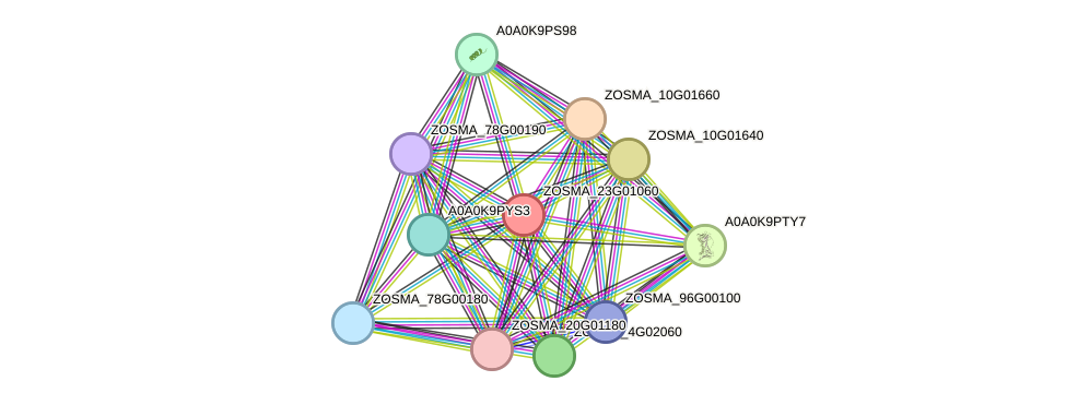 STRING protein interaction network