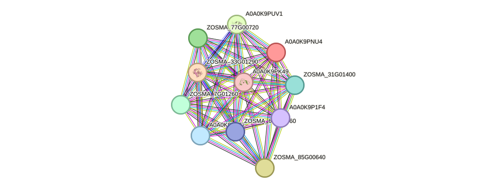 STRING protein interaction network