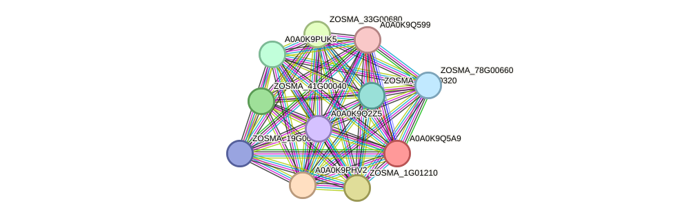 STRING protein interaction network