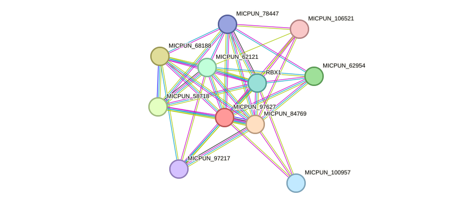 STRING protein interaction network