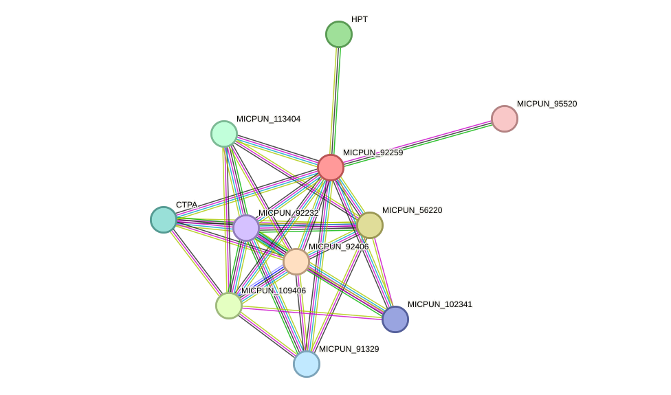 STRING protein interaction network