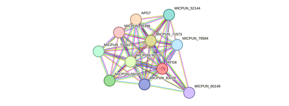 STRING protein interaction network