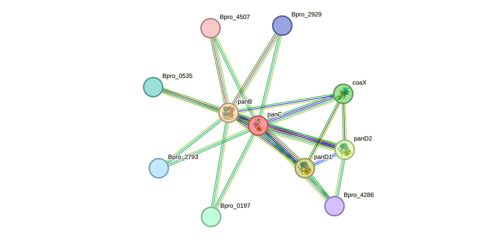 STRING protein interaction network