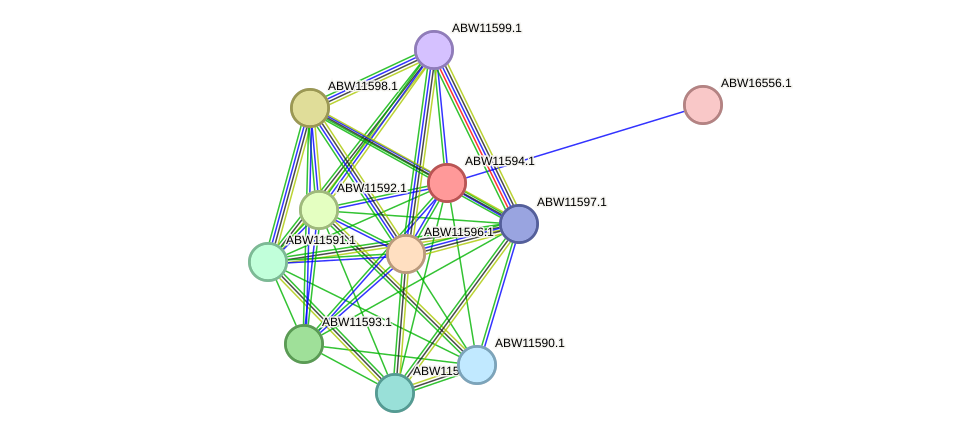 STRING protein interaction network