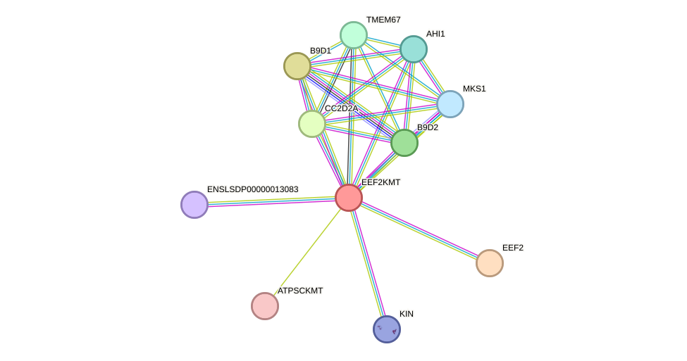 STRING protein interaction network