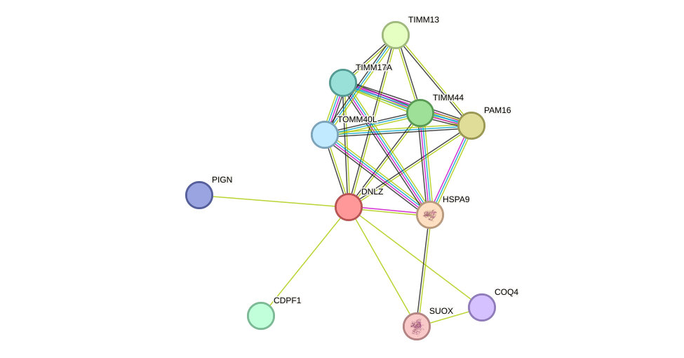 STRING protein interaction network