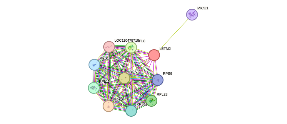 STRING protein interaction network