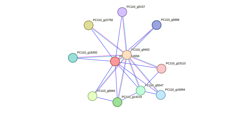 STRING protein interaction network