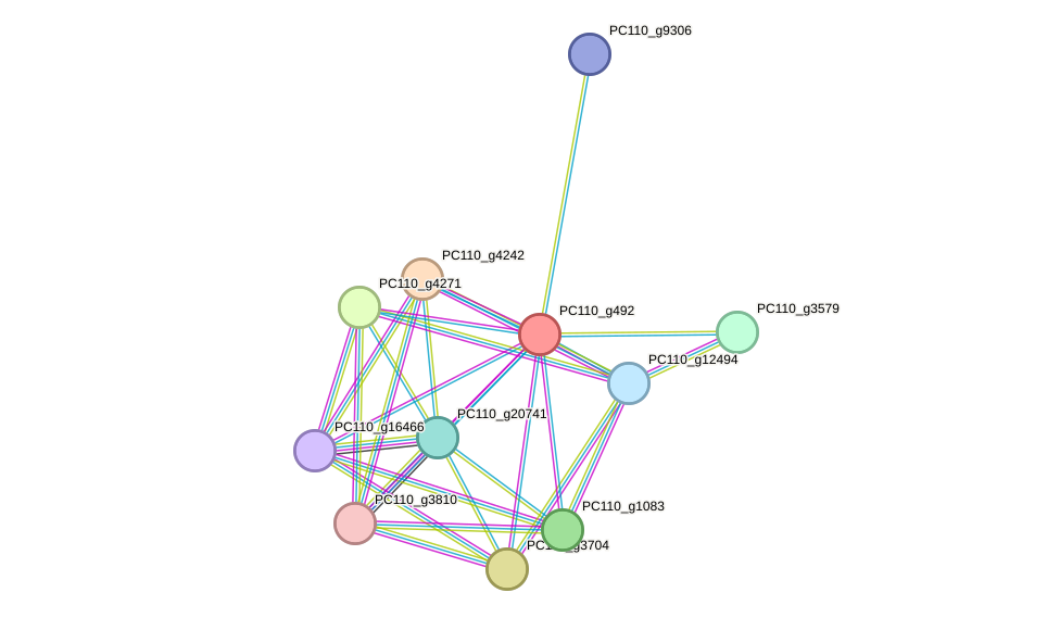 STRING protein interaction network